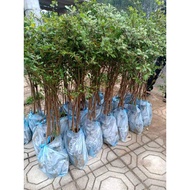 COM BO 10 CÂY BÀNG ĐÀI LOAN GIỐNG ( BÀNG LÁ NHỎ )