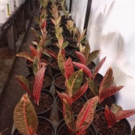 - AGLAONEMA RED SUMATRA | PRIDE OF SUMATRA | POS | ANAK 2-3 DAUN -