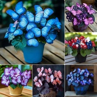[] Moonlight Butterfly Flower Seed Butterfly Seed Cordieria Flower Seed Courtyard Garden Flower Seed