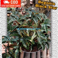 Begonia Bintang Black/ Begonia Bintang/ Tanaman Hias Begonia/ Begonia