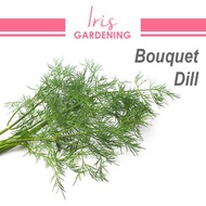 [300pcs] Bouquet Dill herbs seeds 莳萝/小茴香 biji benih sayuran Iris Gardening