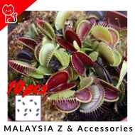 Potted Plant Seeds Dionaea Muscipula Giant Clip Venus Flytrap Seed 10 PCS