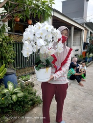 bunga anggrek latex premium artificial