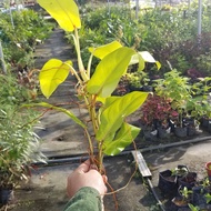 MKT - Philodendron erubescens gold (Philodendron Malay Gold) cutting / keratan