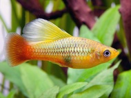 Sunset Gold Hi Fin Variatus Platy//Ornamental fish/Freshwater/Readystock