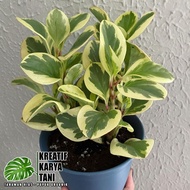 Tanaman hias peperomia obtusifolia - Tanaman peperomia variegata - Teplan variegata ( Bisa COD )