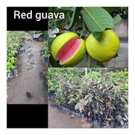 Anak pokok red guava hybrid