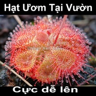 50 Seeds of drosera burmanii water hyacinth