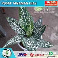 Tanaman hias aglonema srikit - Aglonema srikit ( Bisa COD )