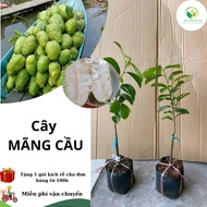 SIEM custard apple seedling - custard apple tree (standard grafted tree)