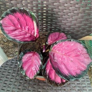 【Hot sale】Thai Calathea Crimson Collectors Item