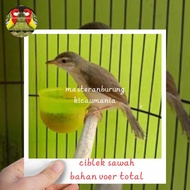 burung ciblek sawah jantan voer total special mewah