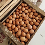 telur ayam negeri fresh 1 peti 10kg