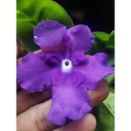 🤪CRAZY SALES 🤪👉 Pokok Bunya Ytt ( Yesterday Today Tomorrow) Bunga Besar Wangi