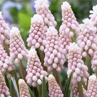 Hydroponic Grape Hyacinth Good Cultivation Ball Type Flower Soil Cultivation Potted Plant Seed Plant