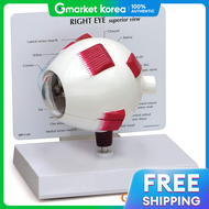 종로의료기 | Gpi Usa Eye Anatomy Model G2751 2-Part Detachable Eye Model Right Eye Model