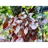 pokok begonia pink kelabu