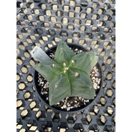 Augustfame - Astrophytum Myriostigma cv Kikko M3 龟甲鸾凤玉 cactus succulent