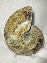 天然鸚鵡螺化石