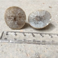Mini Agate Geode (1pair) Mini Agate Geode Egg (Pair)