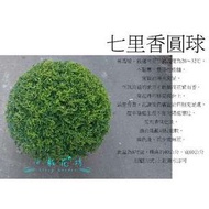 心栽花坊-/七里香圓球/寬60cm/綠籬植物/圓球/造型樹/特售/售價1100特價1000