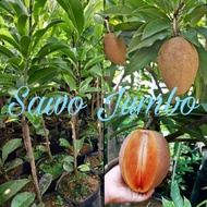 BIBIT SAWO JUMBO OKULASII