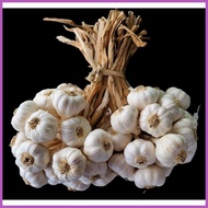 △ ✙✷ ☑ 1kg Medium Native Ilocos Bawang (Bundled per kilo)