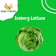 [Hot Sales]Fresh Iceberg Lettuce 玻璃生菜