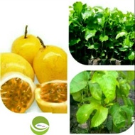Terlaris Bibit Tanaman Buah Markisa Kuning/Pohon Buah Markisa Kuning/Tanaman Markisa merambat terbai
