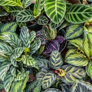 ♗♙Calathea Varieties / Calathea