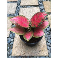 Aglaonema Red Valentine Plant - Fresh Gardening Indoor Plant Outdoor Plants for Home Garden