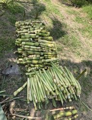 Malaysia Stock BENIH TEBU TELUR SESUAI UNTUK TANAMAN RUMAH DAN KEBUN SUGARCANE SEED BENIH ANAK POKOK