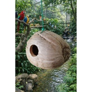 sarang burung baji sarang burung sabut kelapa nest bird