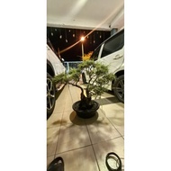Bonsai cucur atap saiz M