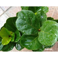 ANOR - Fiddle Leaf Fig (Ficus lyrata)