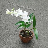 Tanaman hias anggrek tanah bunga lokal /bunga putih