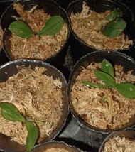 phal.lobbii 洛比蝴蝶蘭 2吋 實生