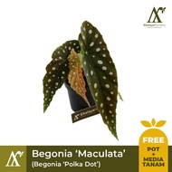 Tanaman Hias Begonia 'Polka Dot' / Begonia 'Maculata'