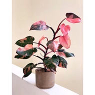 Philodendron Pink Princess 粉红公主蔓绿绒/less variegated