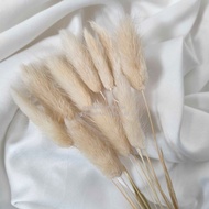 Dried Candy Colour Lagurus/Rabbit Tail Kelinci Bunga Kering Warna - CREAM WHITE