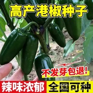 Hong Kong Pepper Seeds Pepper Seeds Pickled Vegetable Bullet Pepper Pickled Pepper Seeds Original Ve