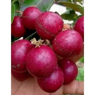 Pokok Longan Ruby Kahwin