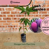 Anak Pokok Mangga Irwin / Mangga Erwin / Mango 爱文芒果 Anak Pokok Hidup Buah Fruit Tree Outdoor Live Pl