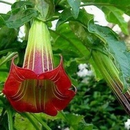 30 เมล็ดพันธุ์ เมล็ด เมล็ดพันธุ์ ต้นดอกระฆัง ดอกลำโพง แตรนางฟ้า Datura metel L. Angel Trumpet Seed อ