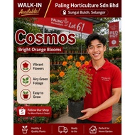 [PHSB] Cosmos Flower 菊科花 | Pokok Bunga Hidup | Flowering Live Plant