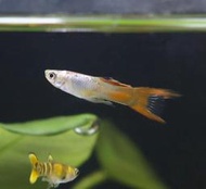 【成崧水族】紫銀紅雙劍 紫銀紅雙劍孔雀魚 孔雀魚 小型魚 熱帶魚