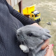 Kelinci Bulu Anggora , Lembut,turunan original, indukan, anakan juga ready lucu dan mungil. BACA DES