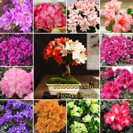 Local Ready Stock Mixed Colors Rhododendron Flower Seeds for Planting (50 Seeds Per Bag) Azalea Plan