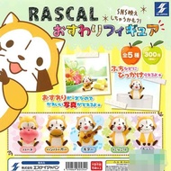 [AJ Mommy Toy Shop] Gashapon Little Raccoon Seated Doll All 5 Types