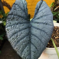 alocasia nebula sp borneo rawatan